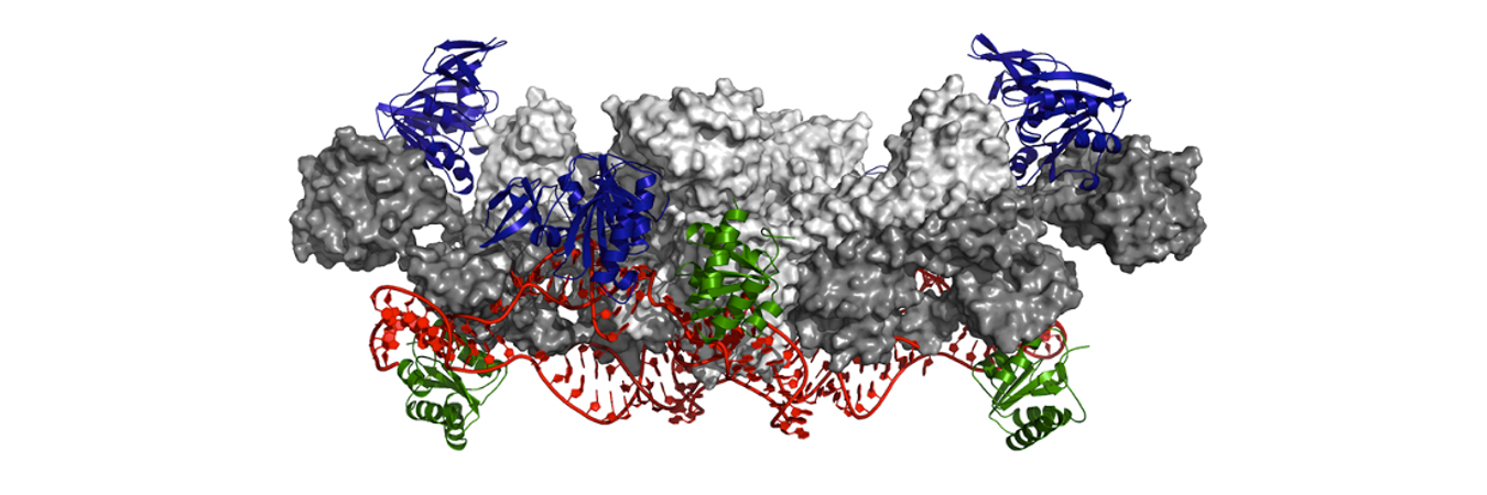 <em>The structure of the box C/D RNP enzyme (dimeric form) solved using solution NMR and small-angle scattering.</em>